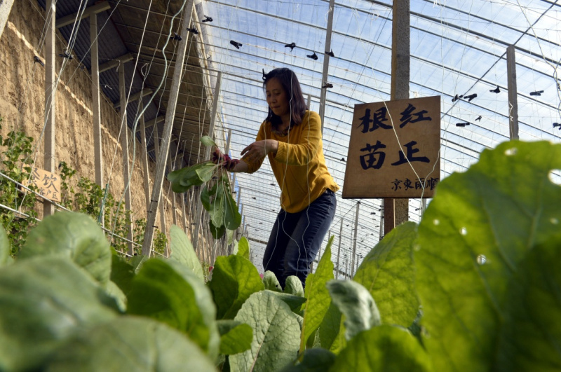 开心网农场_开心农场app_开心农场名称