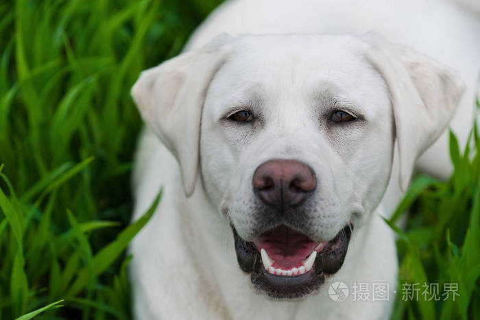 纯白博美犬多少钱一只_纯白博美多少钱_纯白博美狗狗多少钱一只