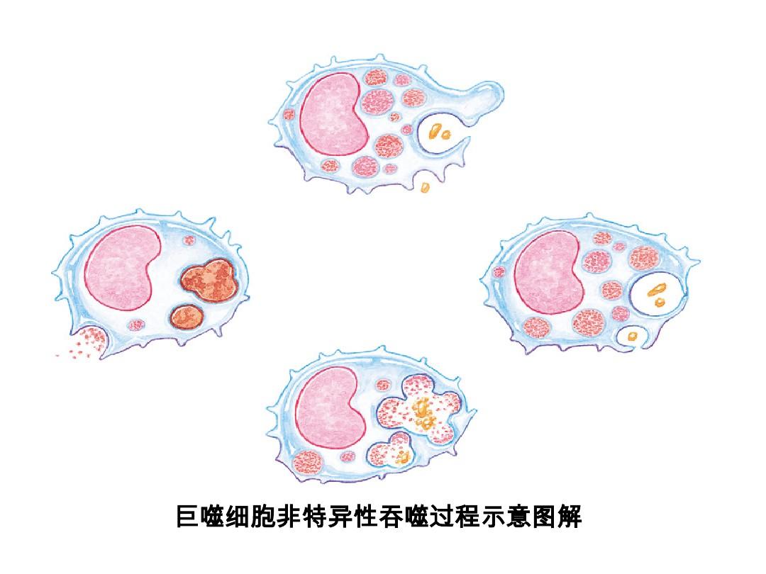 细胞吞噬破解版_细胞吞噬战_细胞吞噬下载