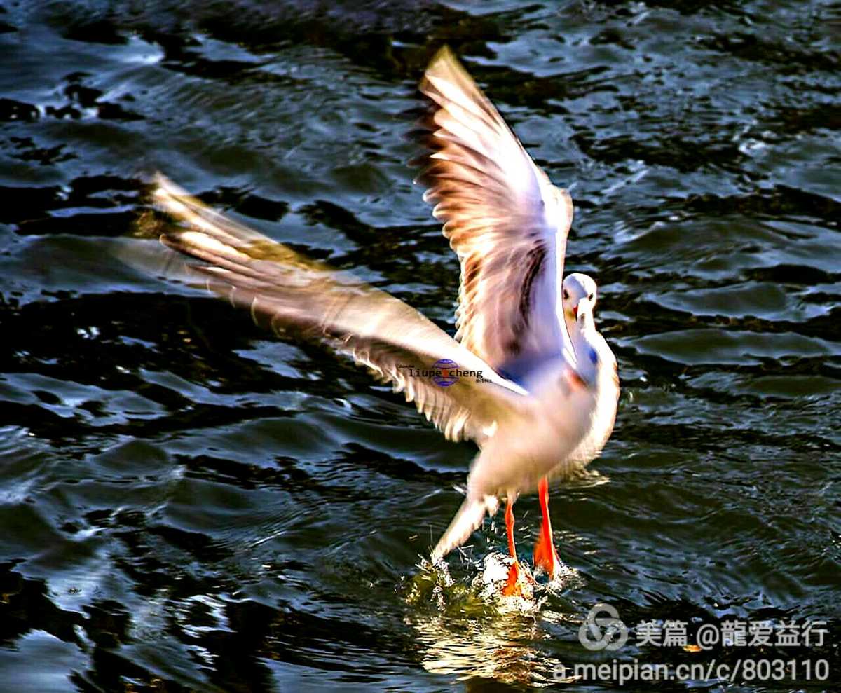 永远的飞扬 羽恒