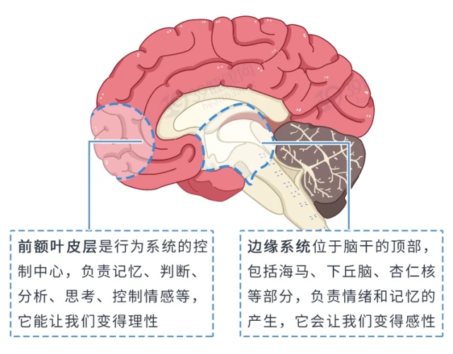 最强大脑第一季水哥_最强大脑第二季水哥视频_最强大脑水哥个人资料