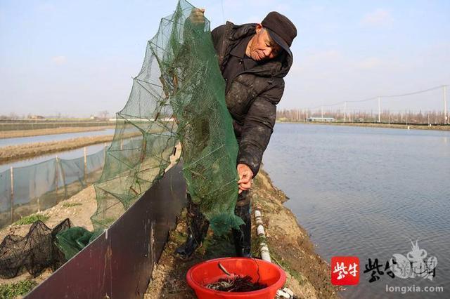 安徽蝉蛹遭捕抓_捕捉蝉蛹犯法吗_如何捉蝉蛹