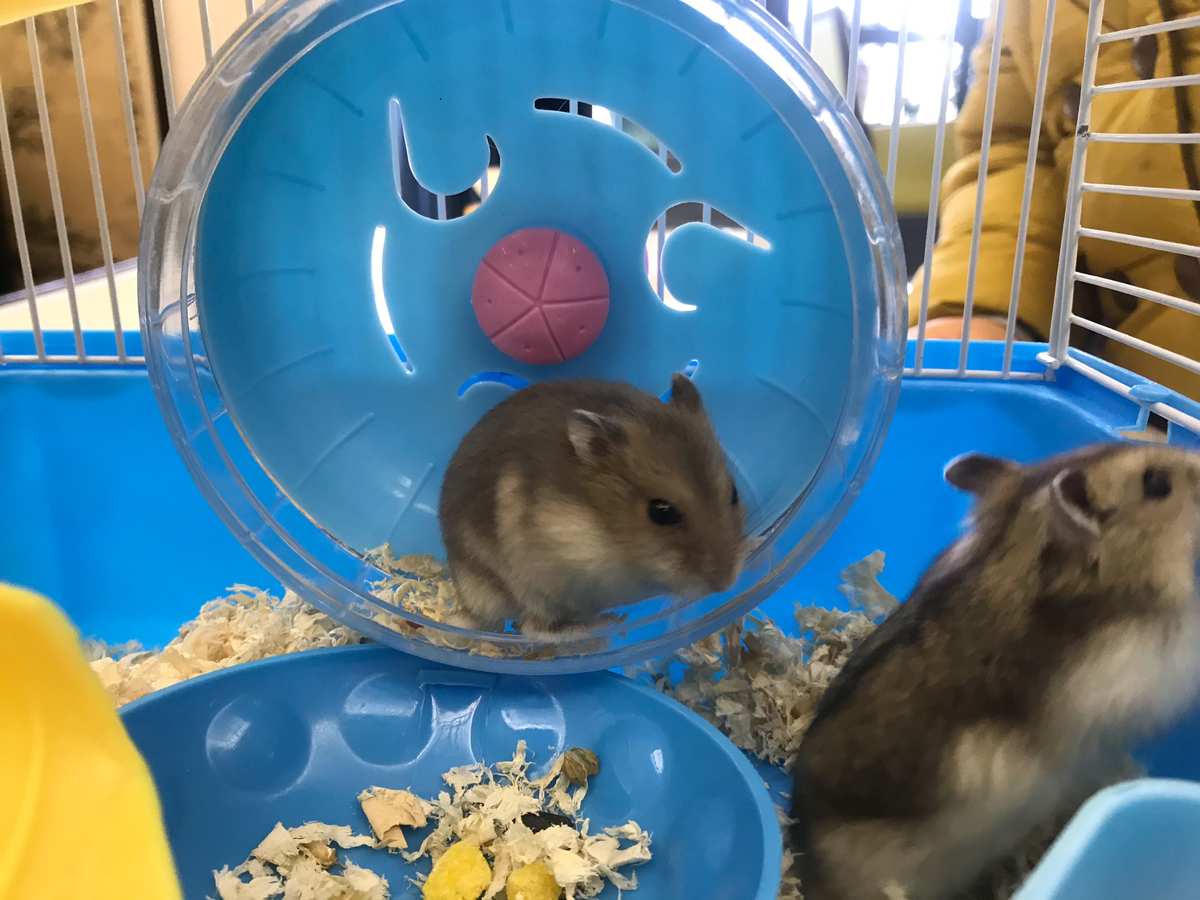 厦门仓鼠领养中心地址_厦门免费领养仓鼠_厦门领养仓鼠