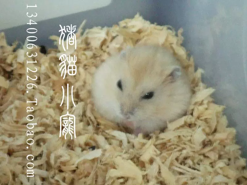 厦门仓鼠领养中心地址_厦门领养仓鼠_厦门免费领养仓鼠