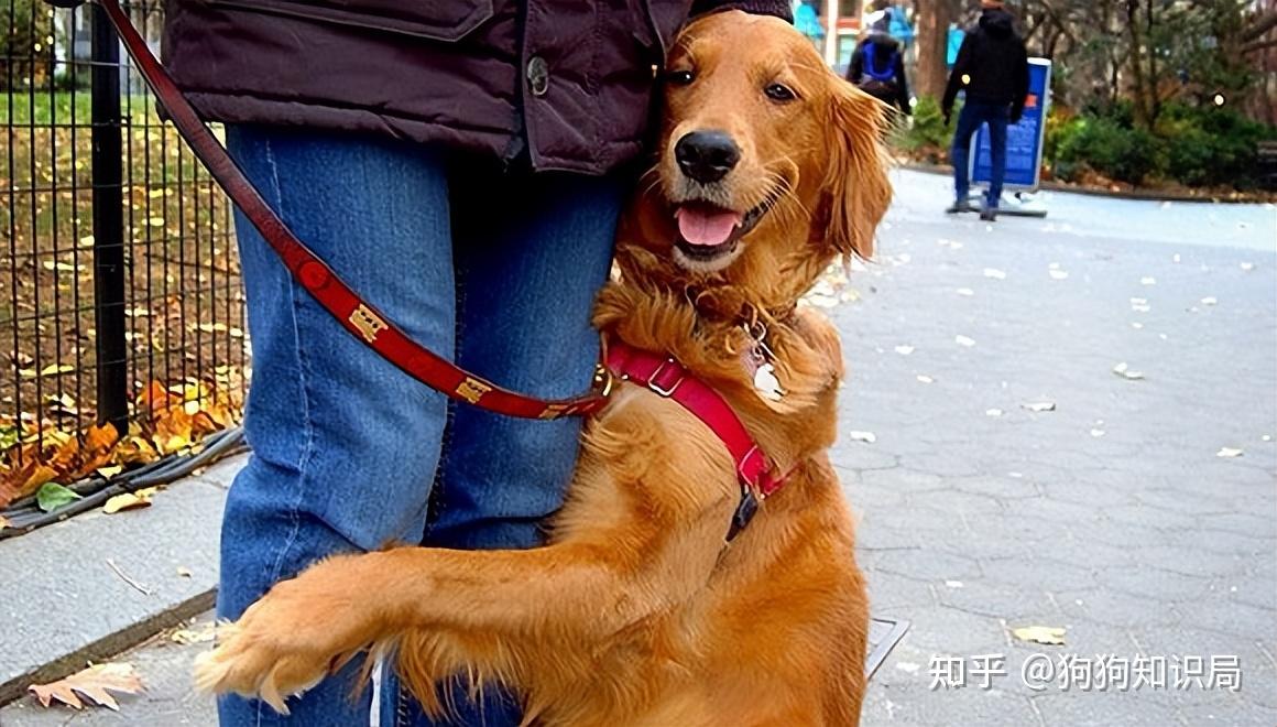 北京京巴犬图片大全_北京京巴狗_北京京巴狗图片及价格