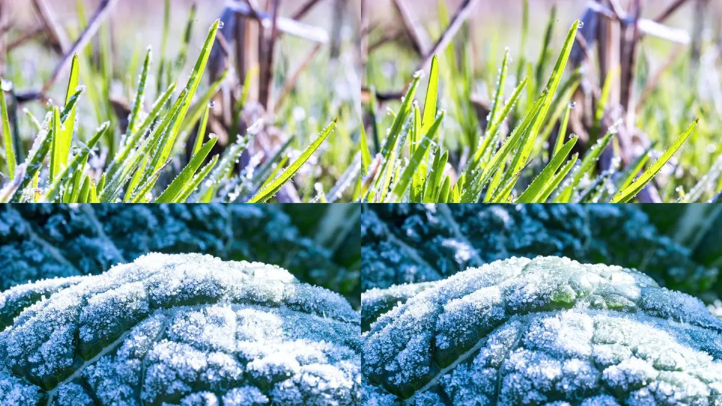 冰雪天使_冰雪天使刘秒杞_2016年冰雪天使