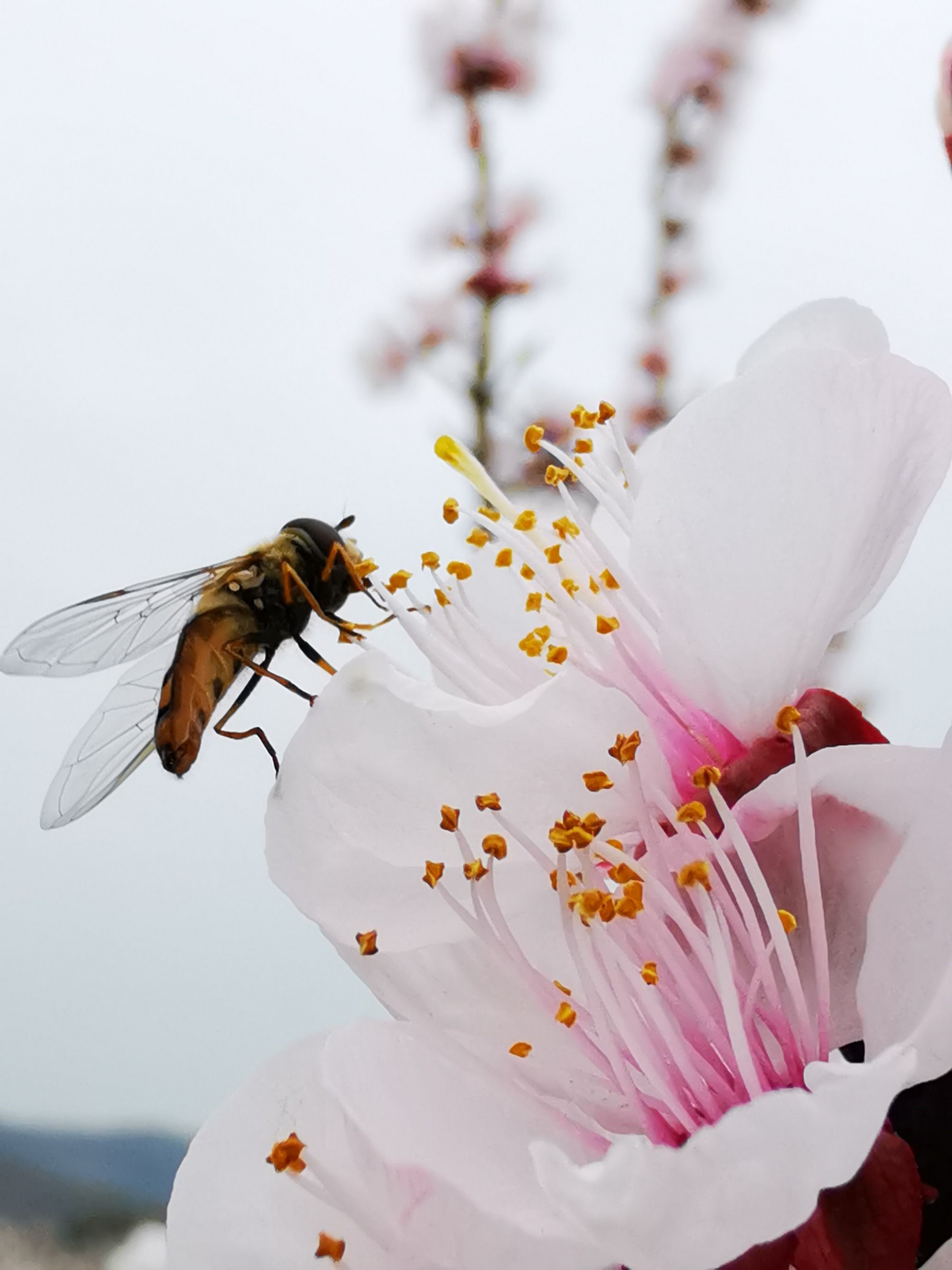 芒花_芒花谣_芒花是芦苇吗