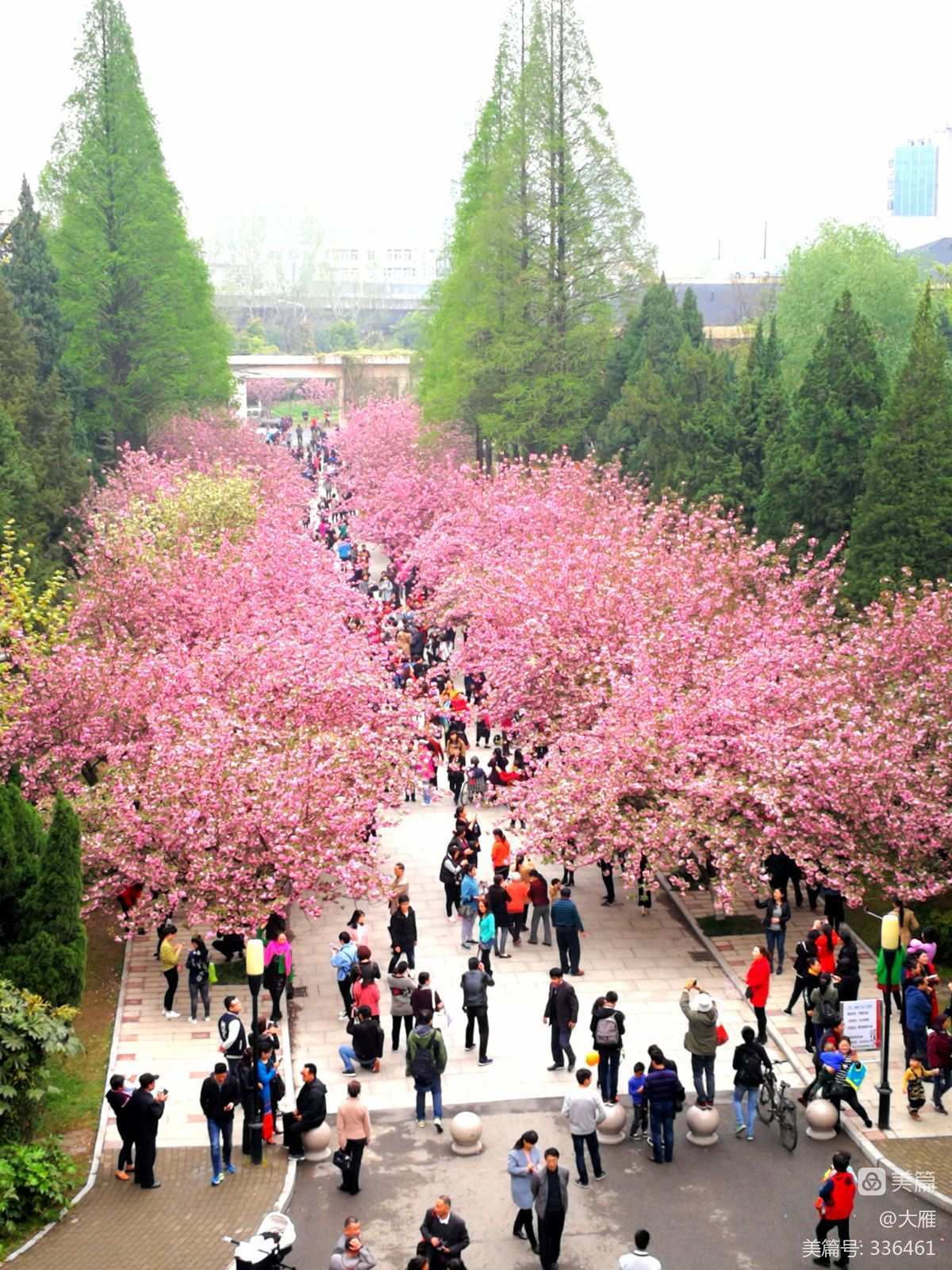 樱花学园_无修监狱学园樱花