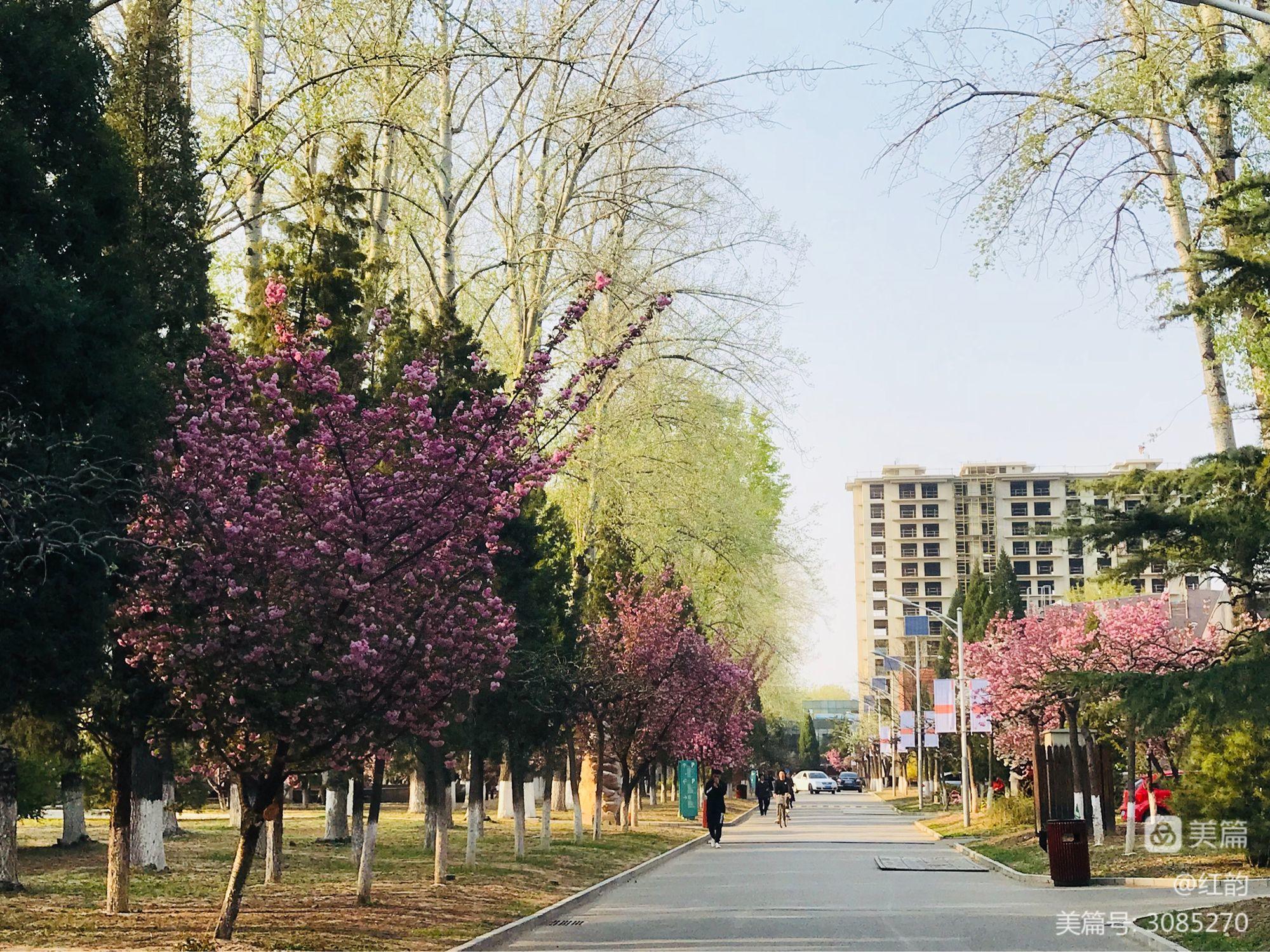 无修监狱学园樱花_樱花学园