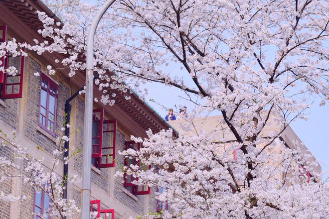 无修监狱学园樱花_樱花学园