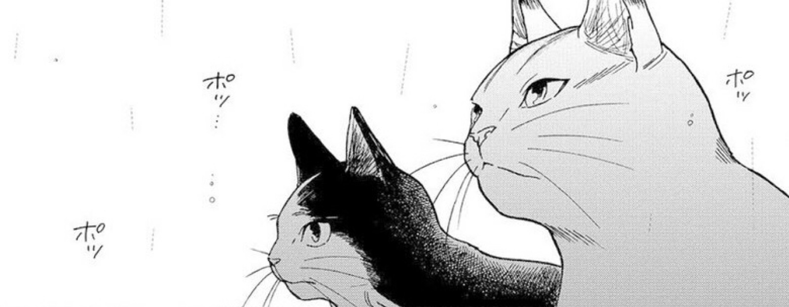 猫全本小说免费阅读下载_七猫免费全本小说阅读_猫什么小说