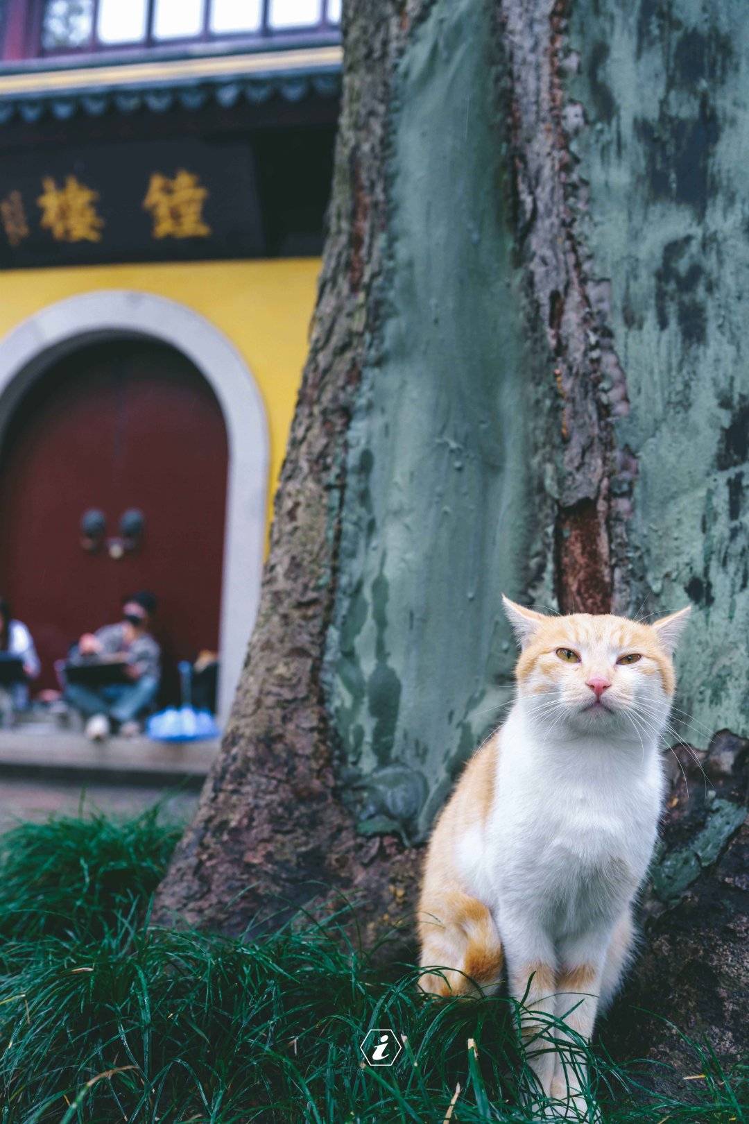 tom学舌猫_l学舌猫_学舌猫