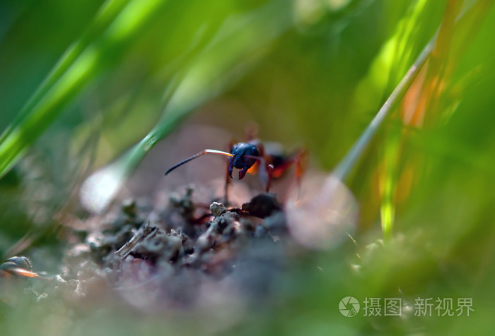 部落虫族_部落虫快搜_虫部落