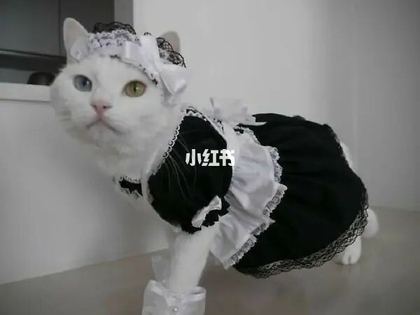 猫咪女仆_猫咪女仆_猫咪女仆