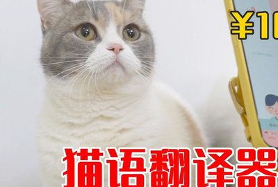 猫翻译器软件下载_猫翻译器下载手机版_猫翻译器