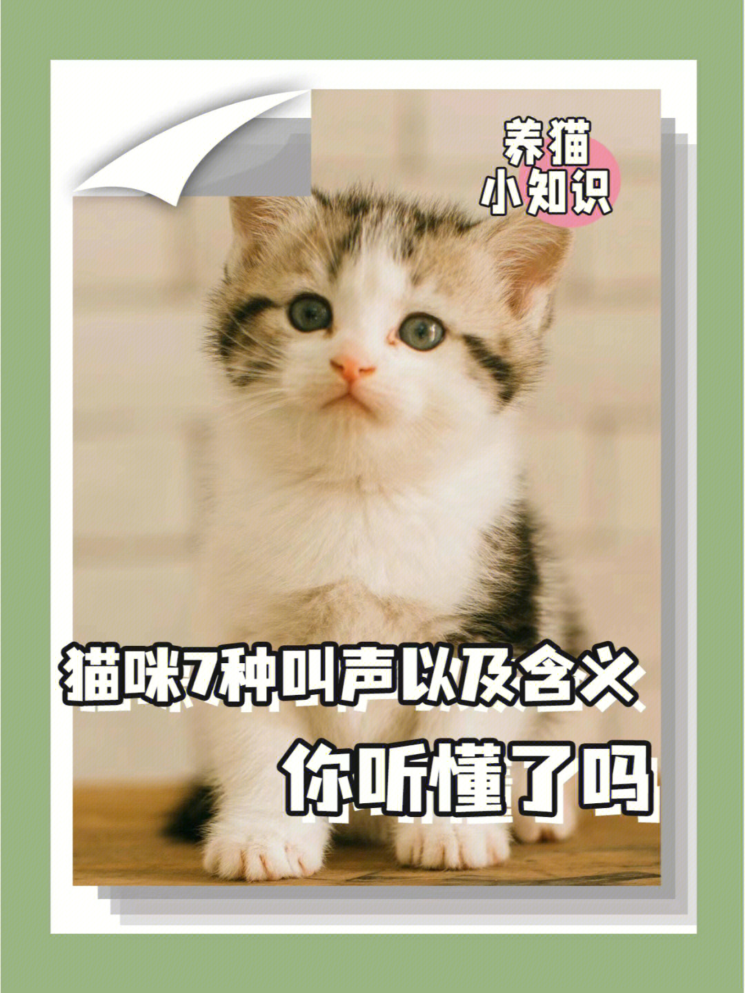 猫翻译器软件下载_猫翻译器下载手机版_猫翻译器