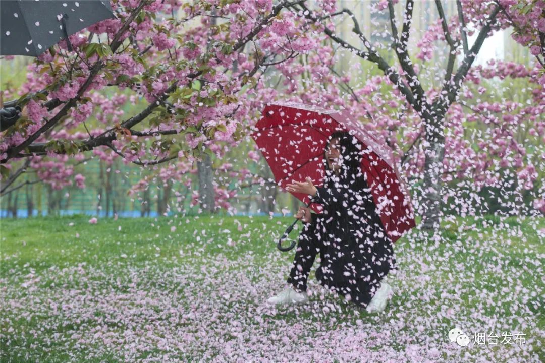 落花限制_落花限制_落花限制