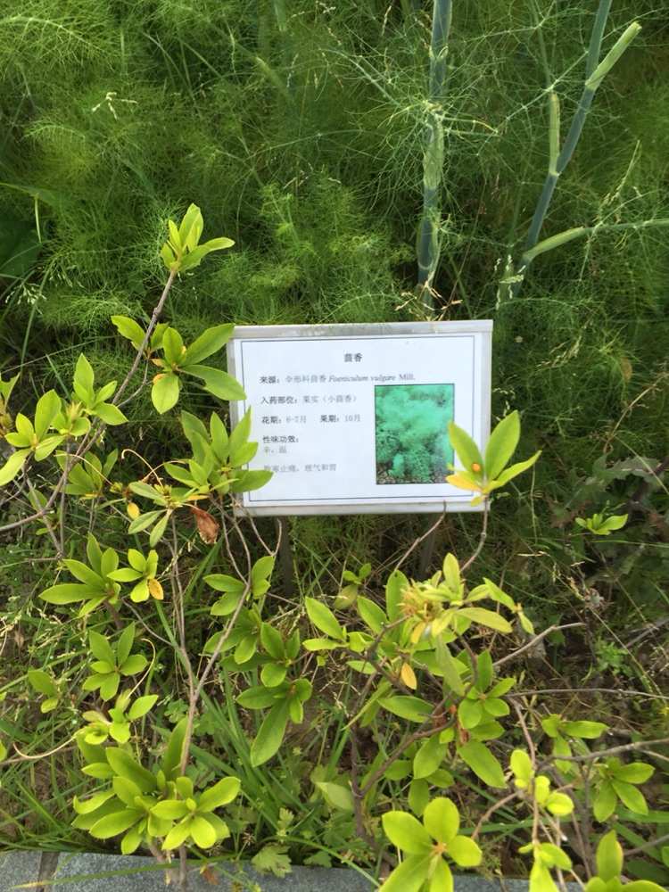 思在百草园_神农百草园游戏赚钱_神农百草园