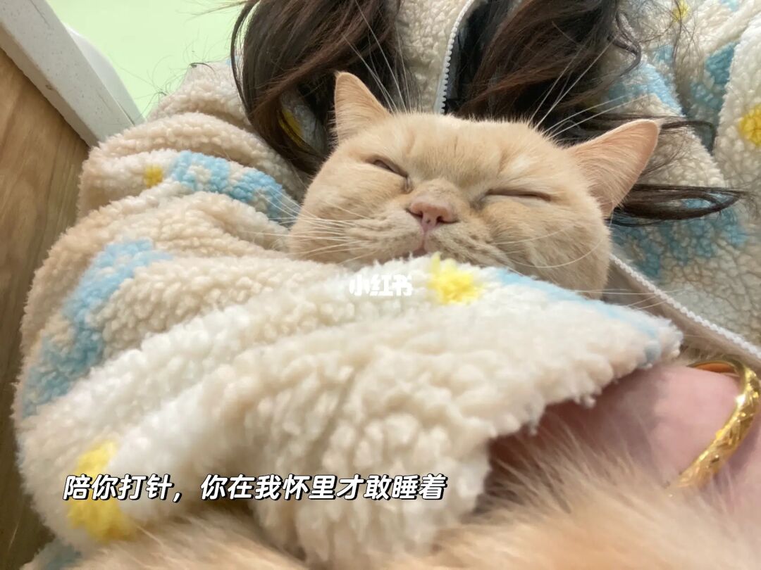 视频成人猫咪免费观看_成人小猫咪视频_猫咪视频成人