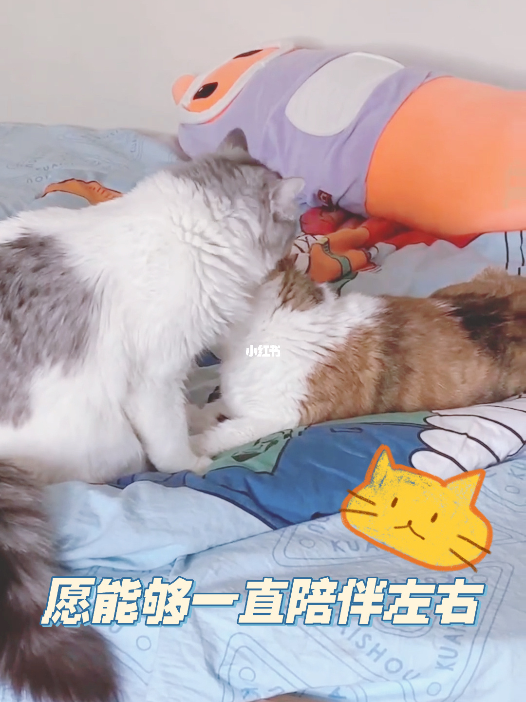 成人小猫咪视频_猫咪视频成人_视频成人猫咪免费观看