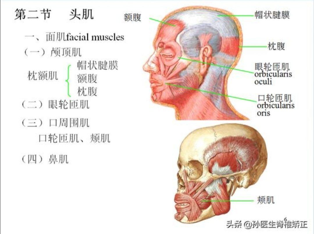 肱二头肌是器官吗_肱二头肌是器官吗_肱二头肌是器官吗