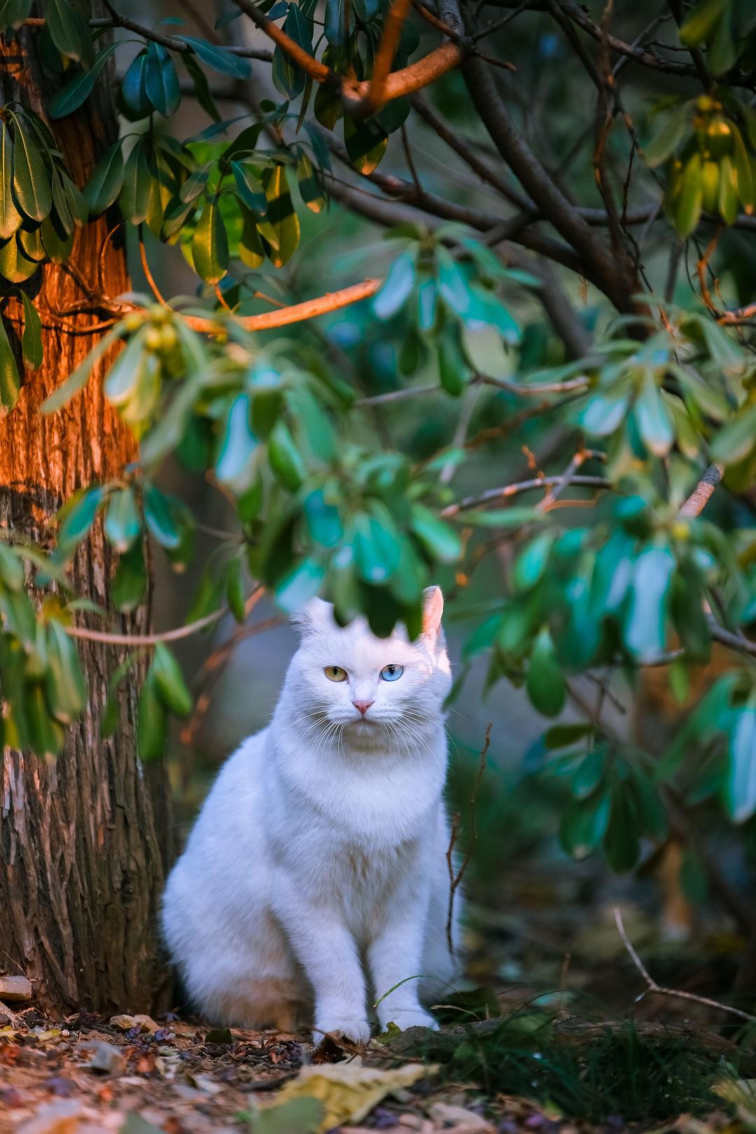 超级玛丽猫第一关怎么过_猫版超级玛丽搞笑解说_白猫版超级玛丽