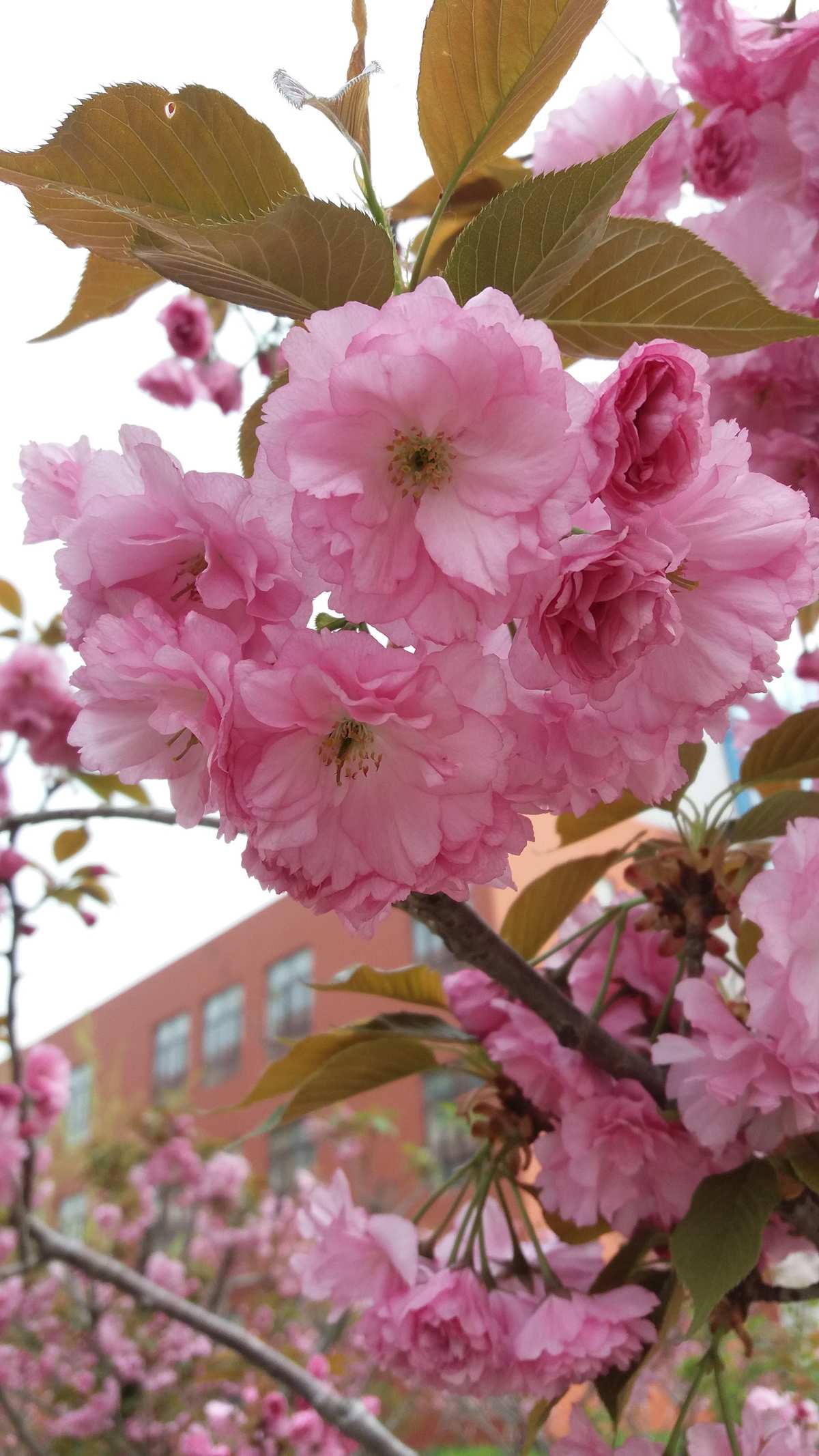 樱花校园高马尾_樱花校园高马尾_樱花校园高马尾