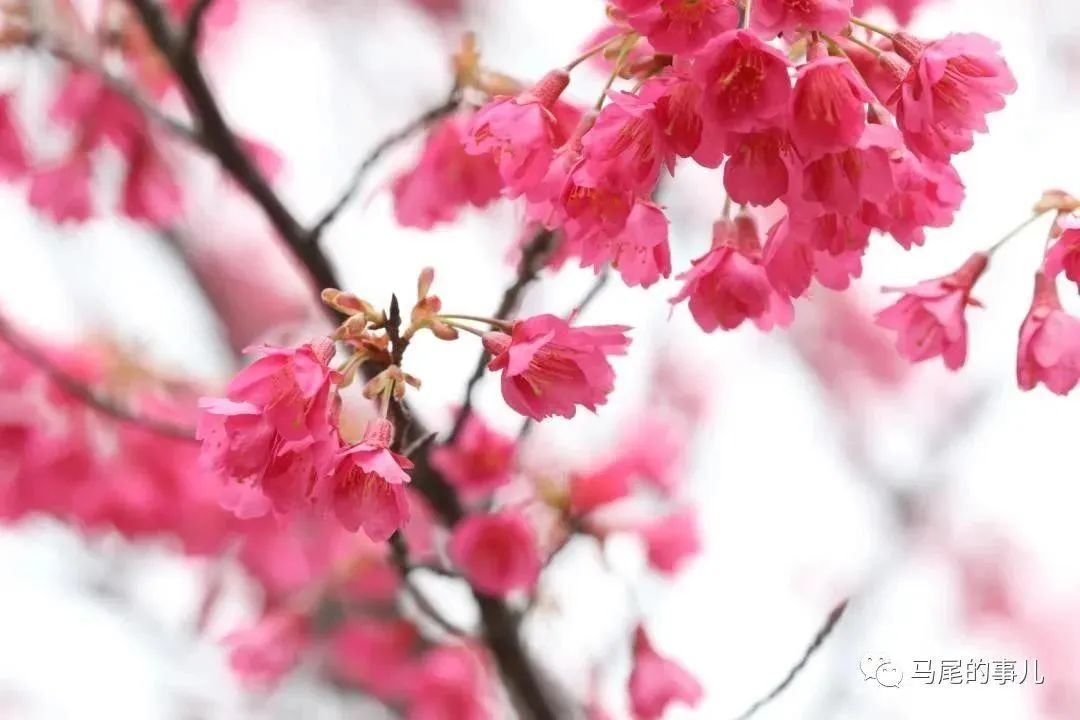 樱花校园高马尾_樱花校园高马尾_樱花校园高马尾