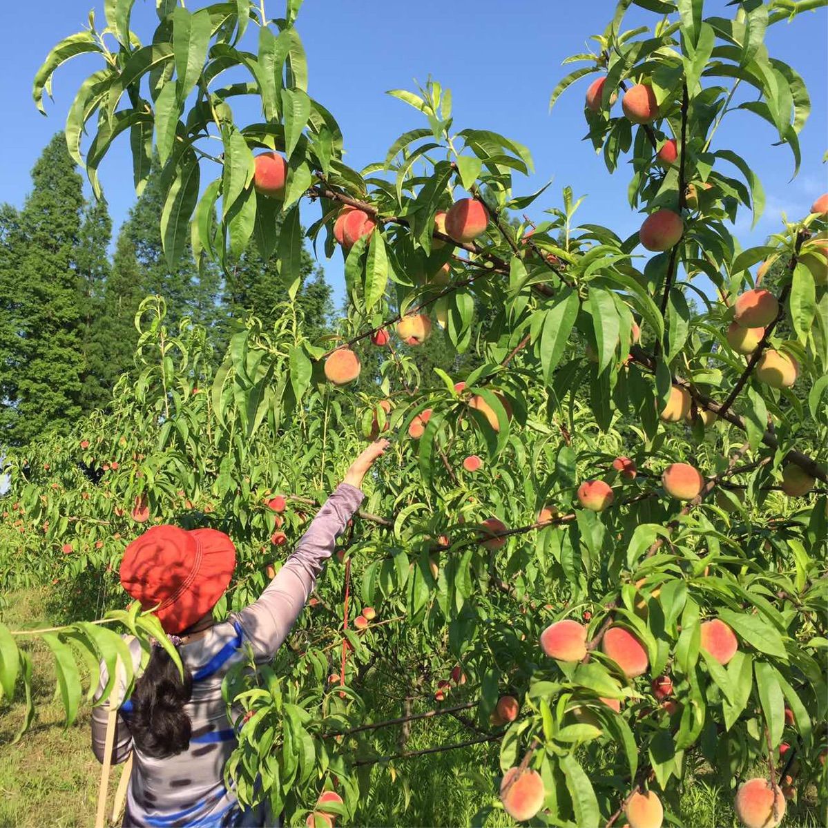 桃园宝宝图鉴_桃园宝宝_桃园宝宝合成攻略