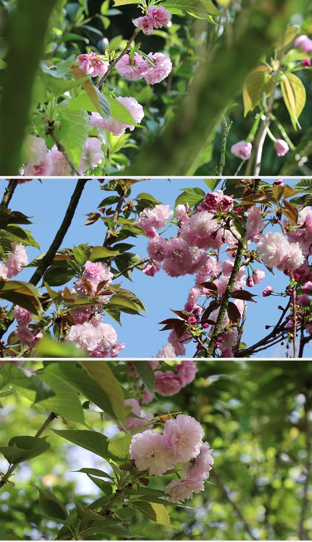 樱花视频_樱花视频_樱花视频