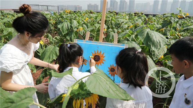 向日葵app在线观看大全_向日葵app在线播放看_向日葵图片+大全