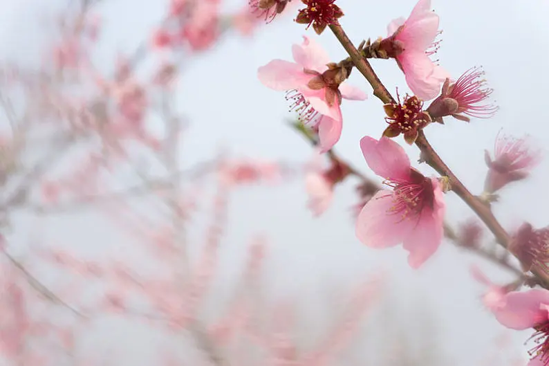 遇见桃花妖，发现内心最美