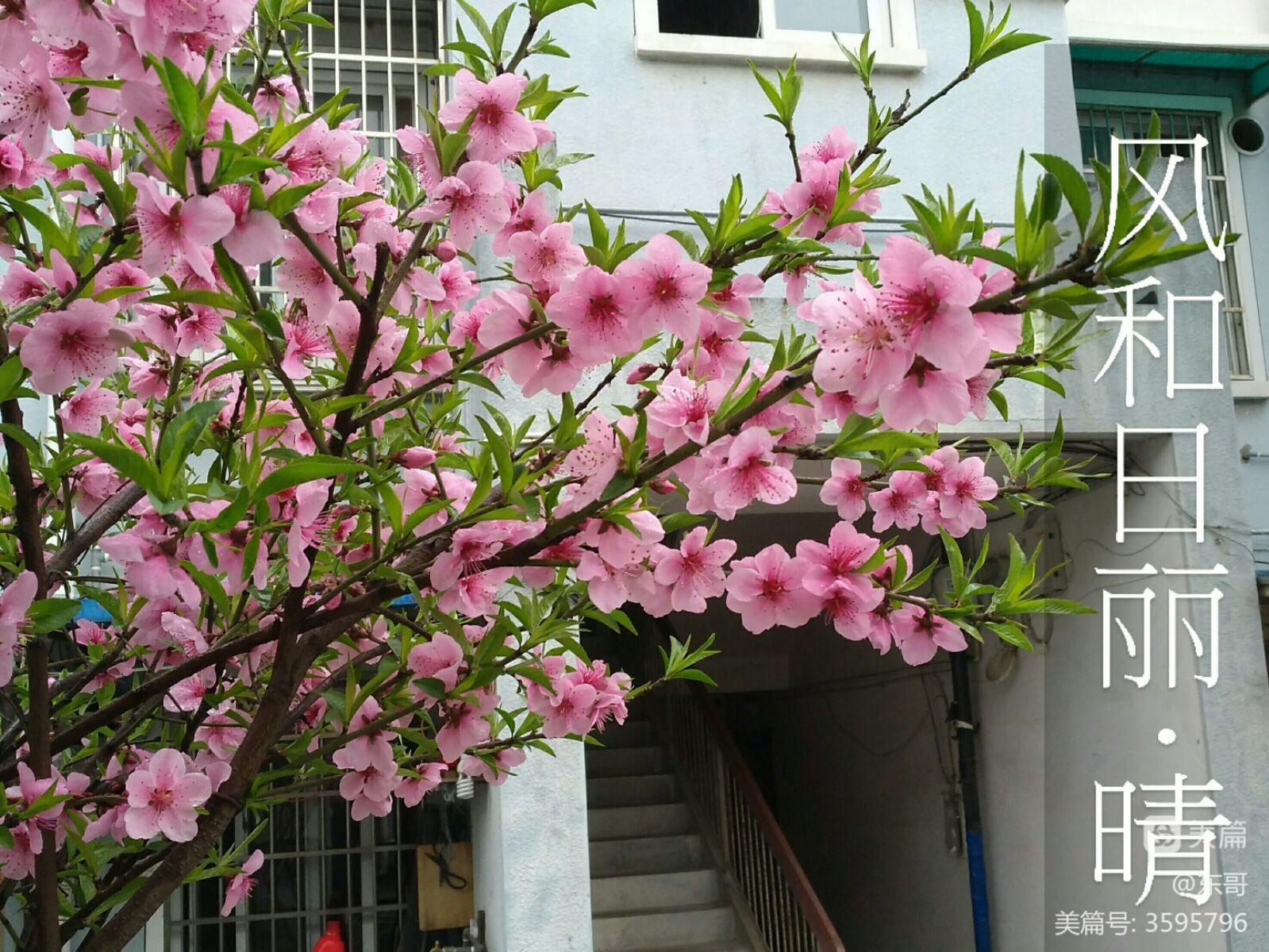 狐狸招桃花还是挡桃花_桃花族桃花族论坛_桃花妖