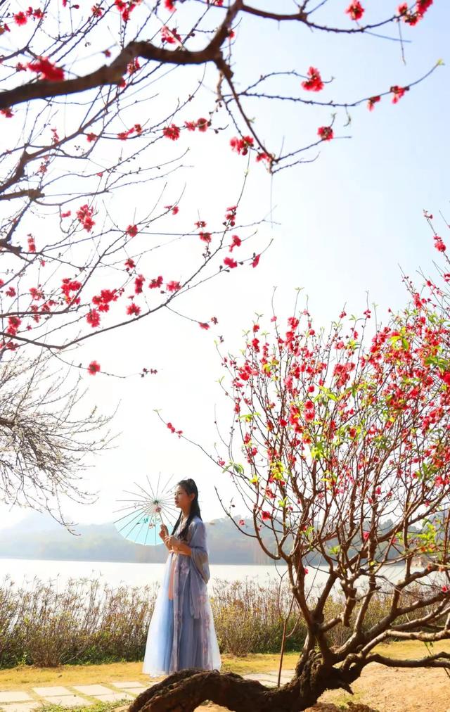 狐狸招桃花还是挡桃花_桃花族桃花族论坛_桃花妖