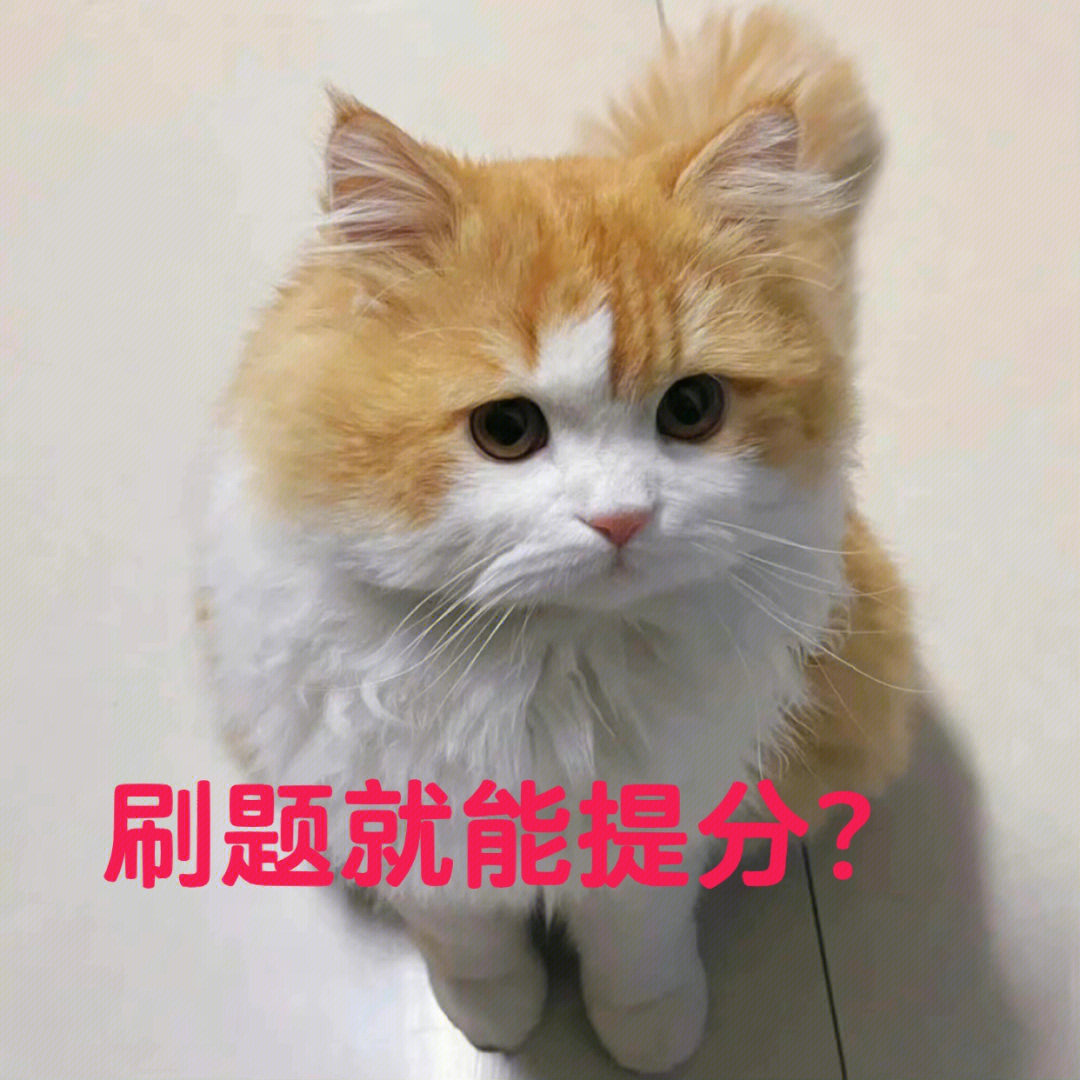 刷题猫_刷题猫_刷题猫