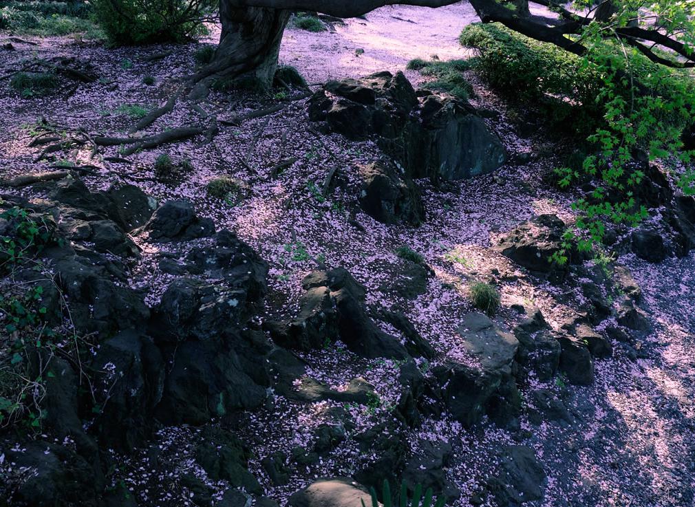 樱花妖阴阳师_樱花阴阳妖师在线观看_阴阳师樱花妖