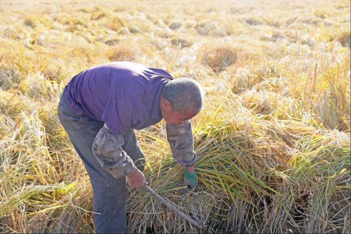 米谷_米谷菜的功效和作用_米谷菜的图片