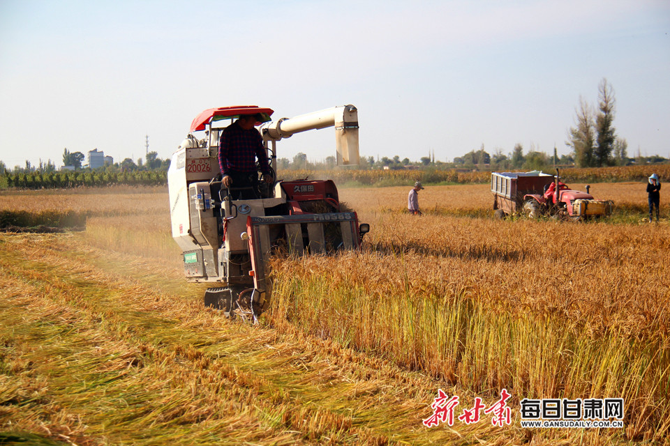 米谷菜的图片_米谷_米谷菜的功效和作用