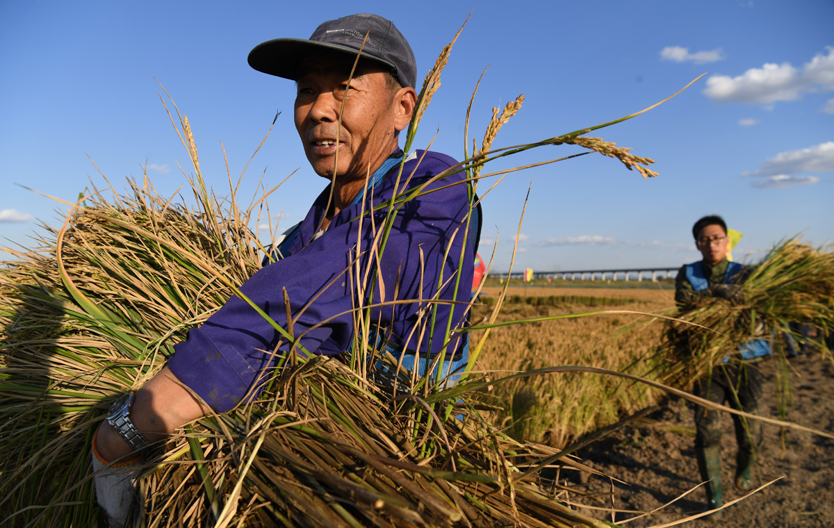 米谷_米谷菜的图片_米谷菜的功效和作用