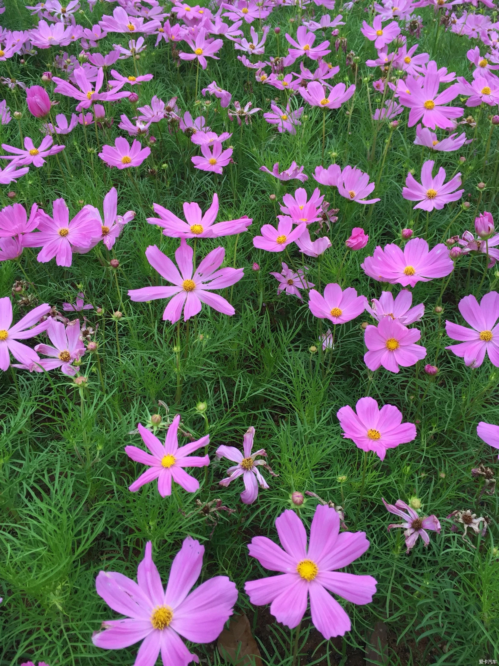 太阳阶梯花_太阳之花阶梯_太阳花12阶