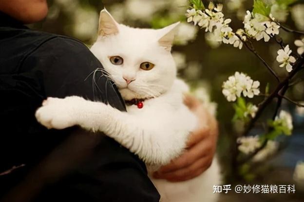 猫咪app官网_猫咪官网正品_猫人官方网站