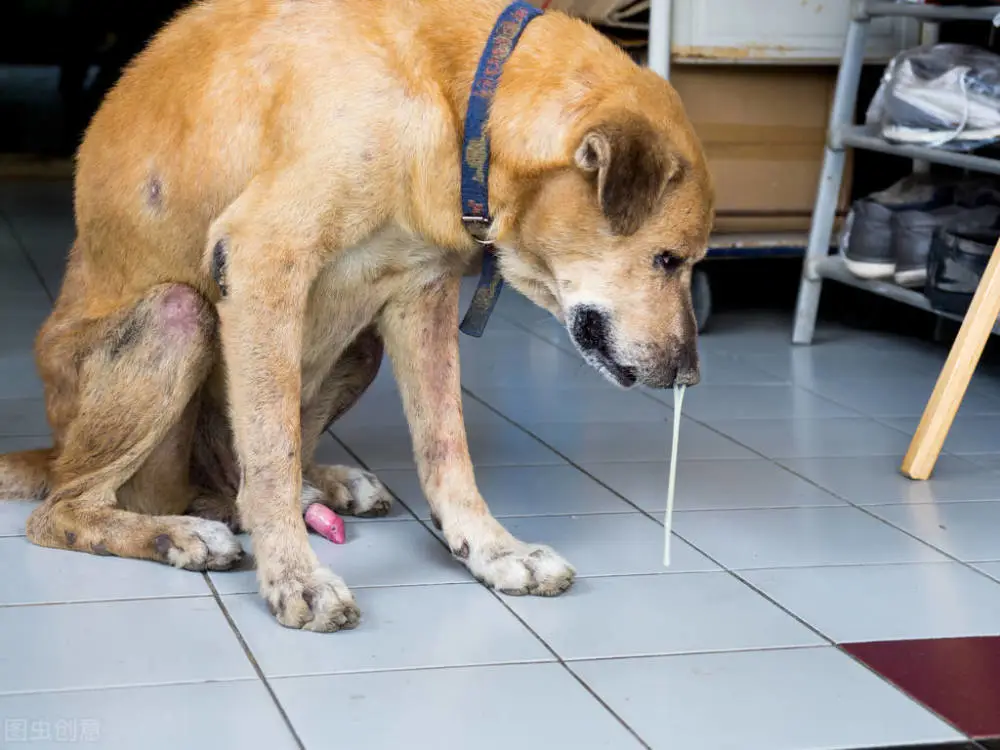 鼻涕狗图片_鼻涕狗下载_鼻涕狗