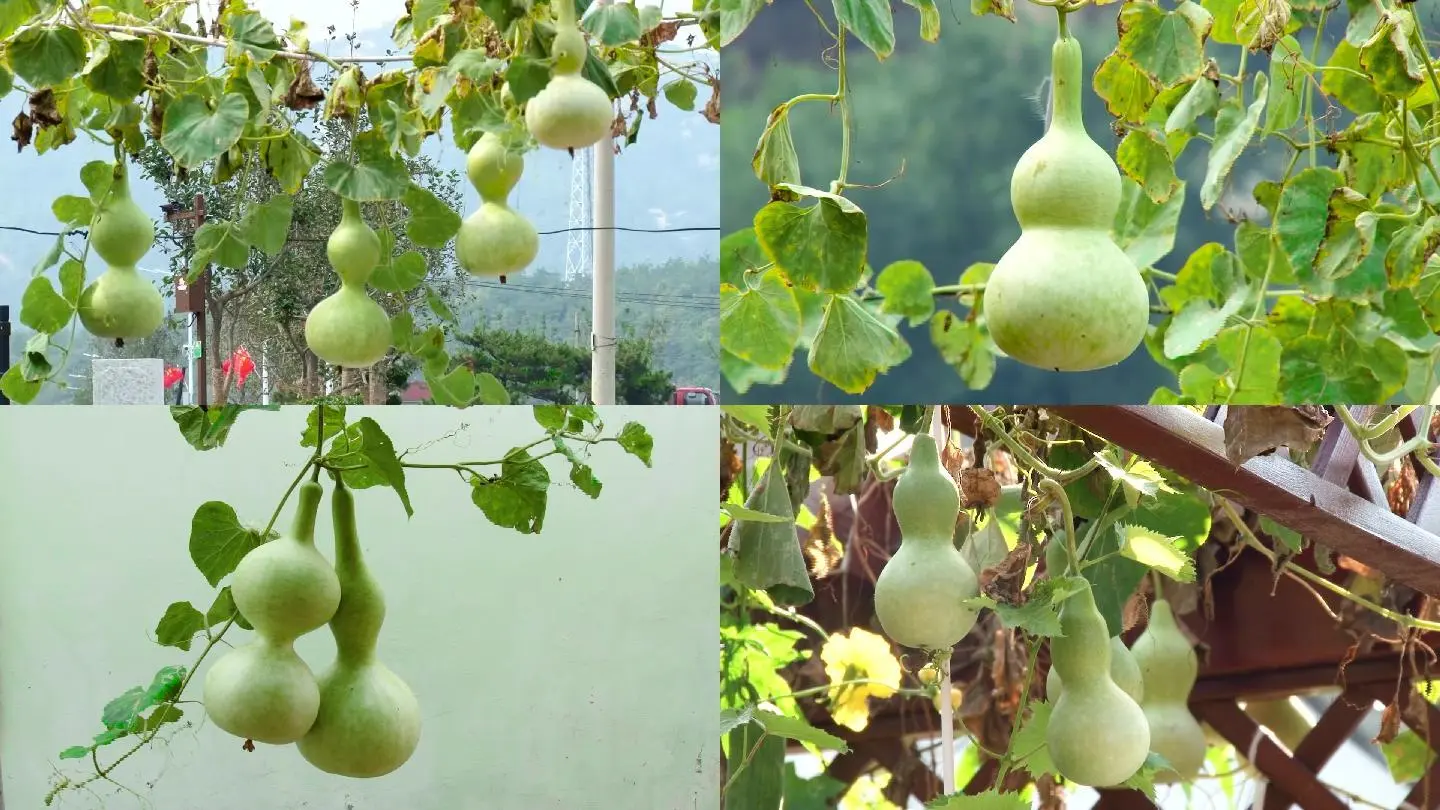 葫芦视频咋样_葫芦小视频教程_葫芦视频