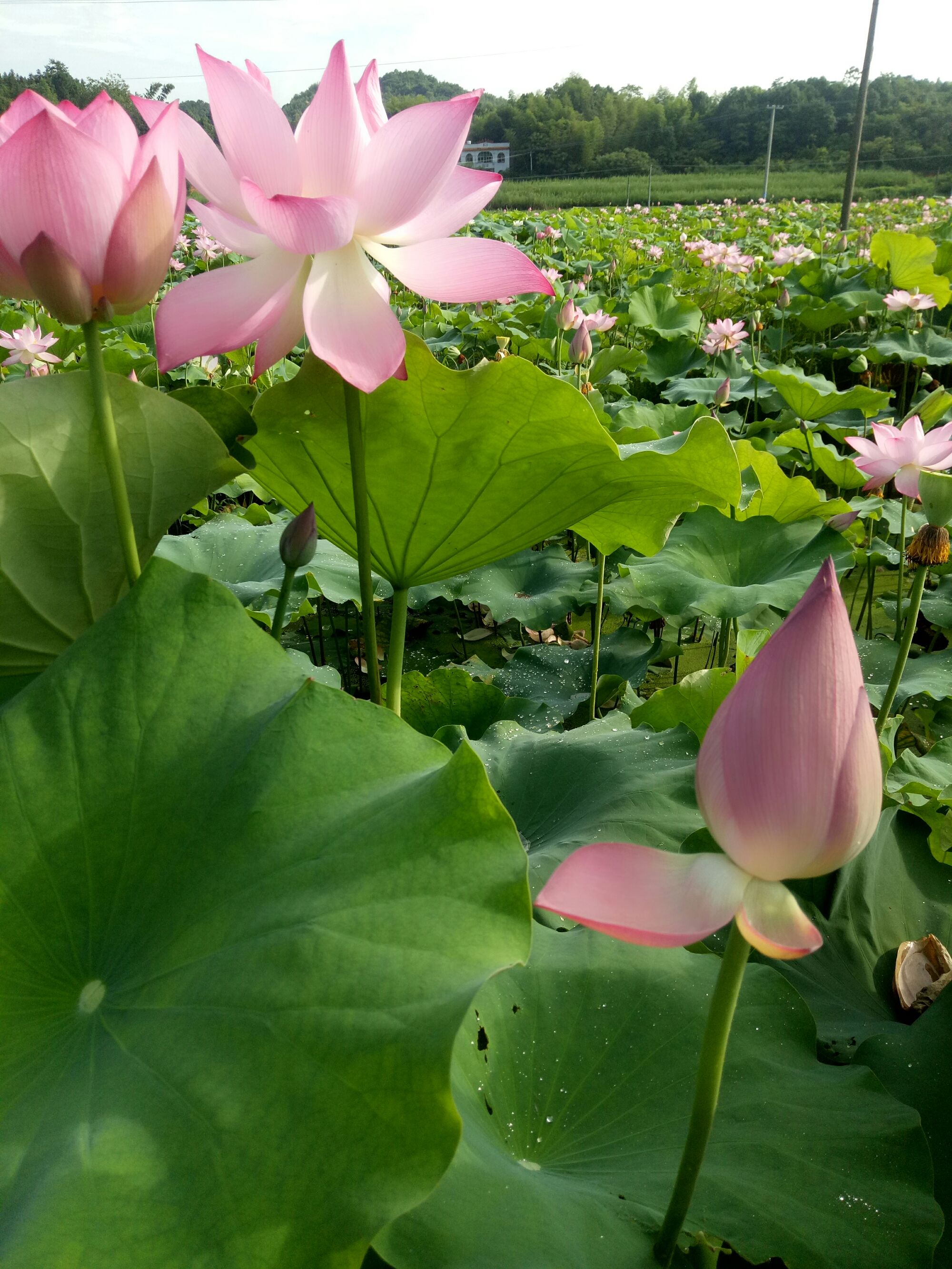 解开渌华池的秘密任务_解开渌华池的秘密画家在哪_解开渌华池的秘密