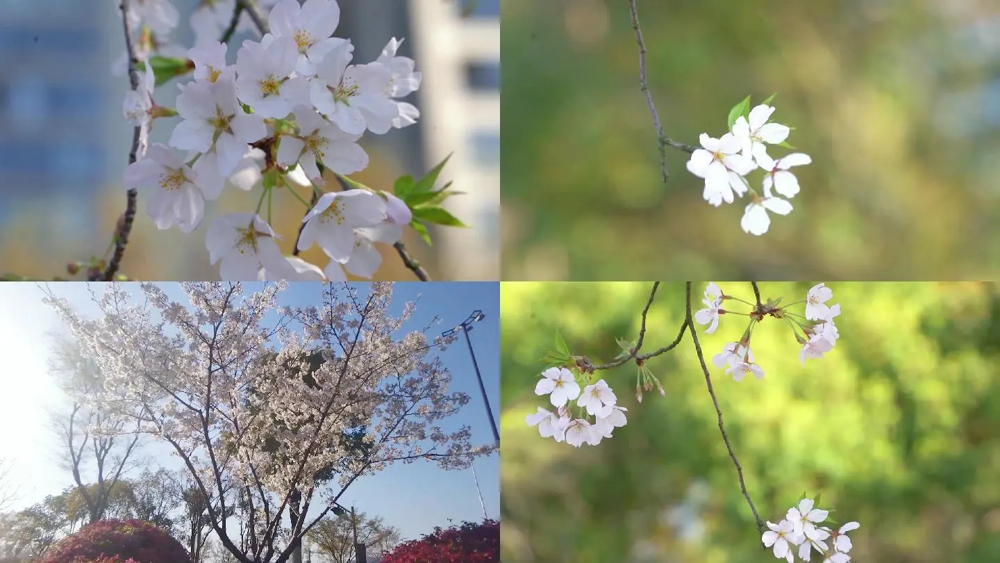 樱花姐妹全部歌曲_樱花姐妹是哪里人_樱花姐妹