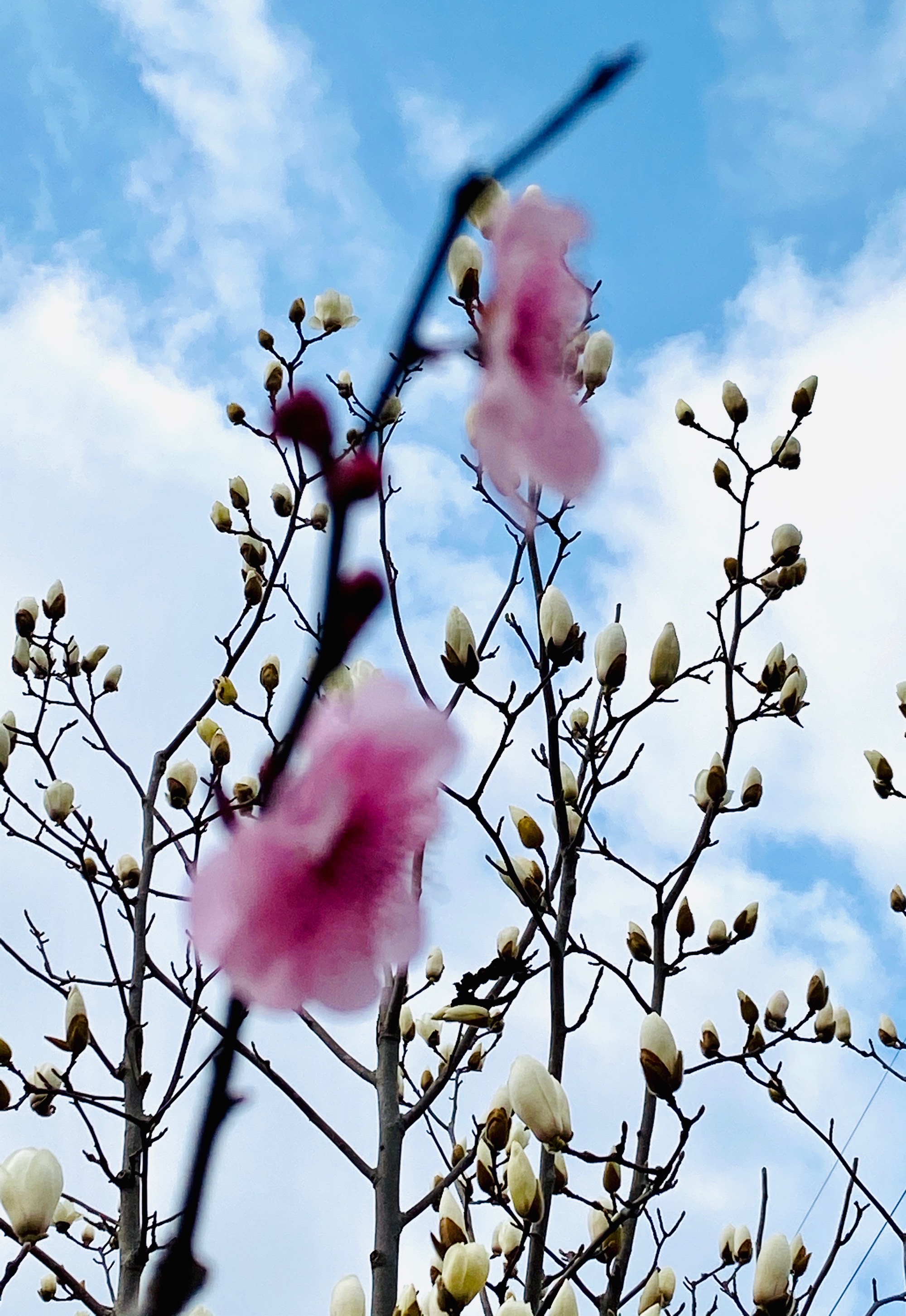 芳华天幕怎么用_芳华天幕_芳华舞台背景