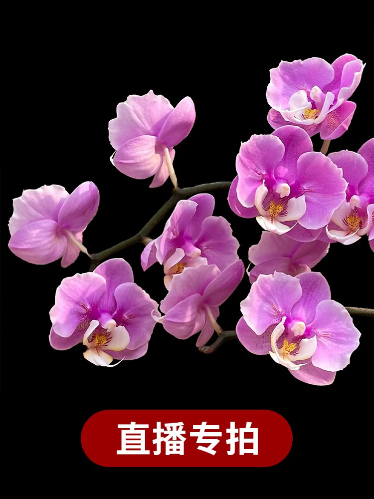 鲜花直播_买花直播_花芯直播