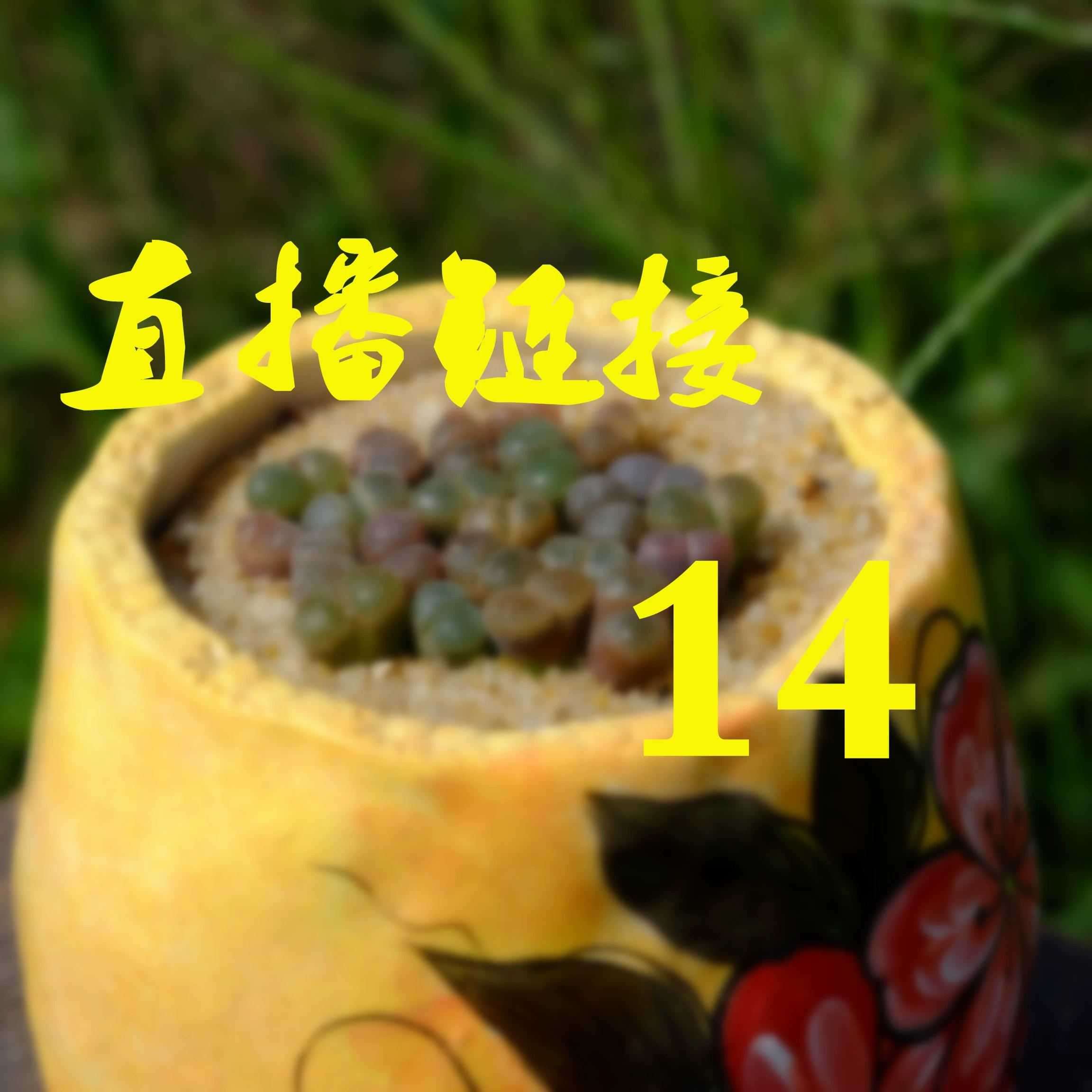 买花直播_鲜花直播_花芯直播