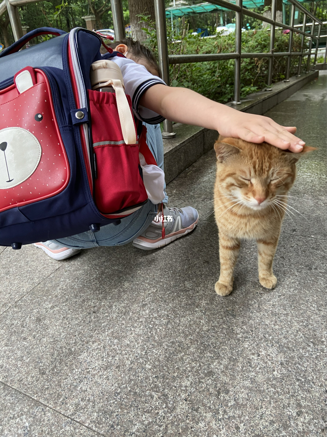 小猫打疫苗的时间_小猫打疫苗需要打几针多少钱_打小猫