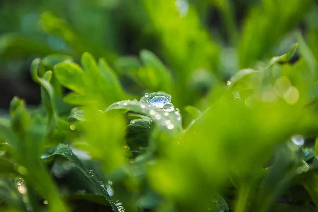 万物大地是什么生肖_大地万物_万物大地是什么意思